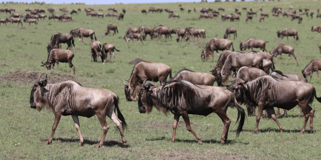 Great Migration of Wildebeest