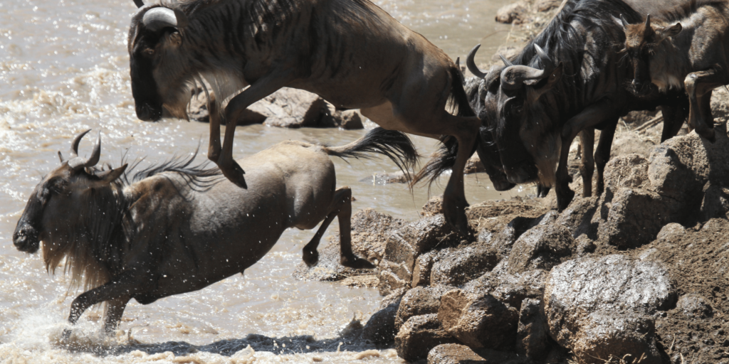 Survival Strategies of the Wildebeest