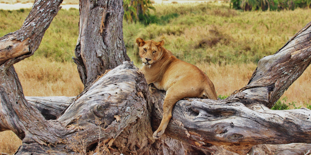 Tanzania Safari