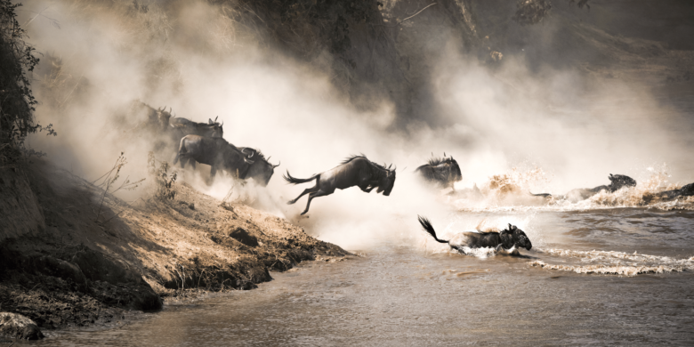 Wildebeest Migration