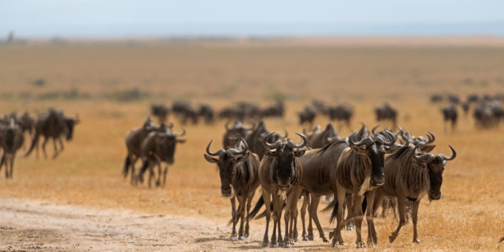 Wildebeest Migration