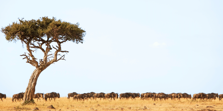 Wildebeest on a Kenya Masai Mara Safari