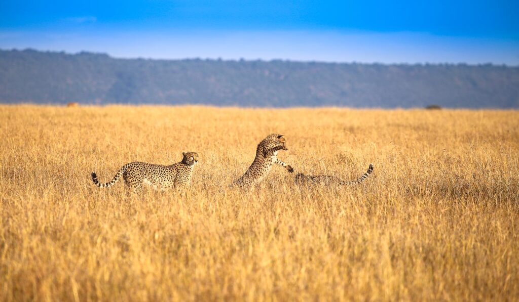 Cheetahs playing in Masai Mara