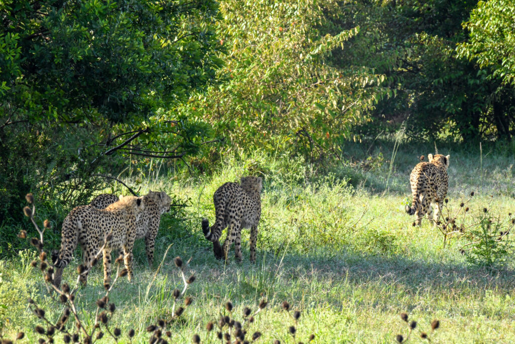 spotting the cheetahs in masai mara