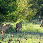 spotting cheetahs in masai mara